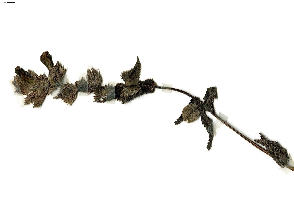 Rhinanthus alectorolophus (Orobanchaceae)